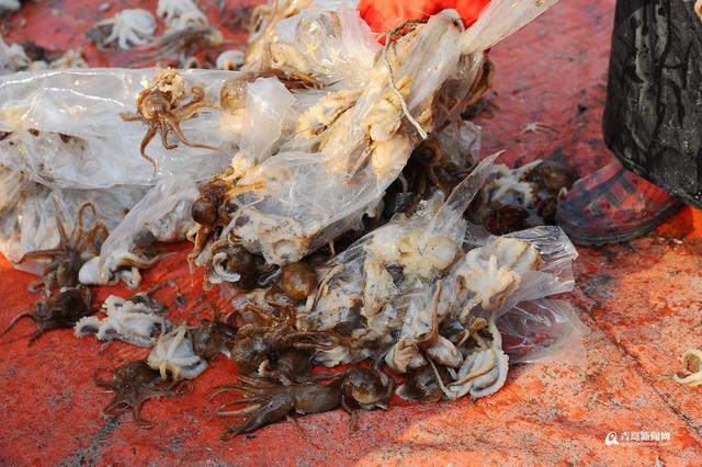 高清:大风天出海渔船锐减 野生海鲜量少受追捧