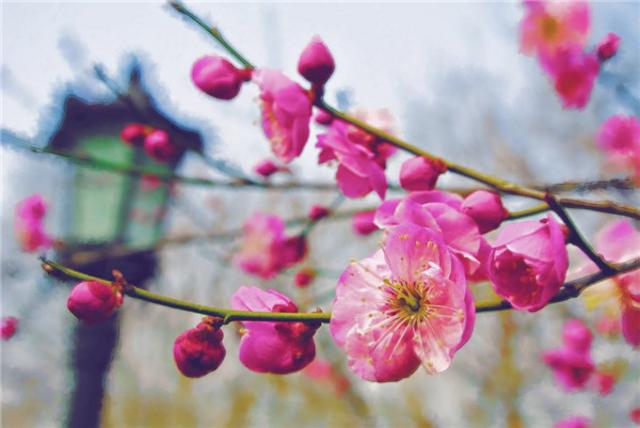 又到春来花开时 青岛人请收好这份赏花全攻略