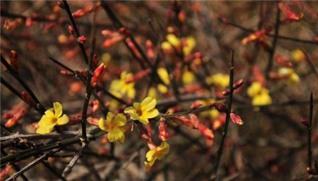 又到春来花开时 青岛人请收好这份赏花全攻略