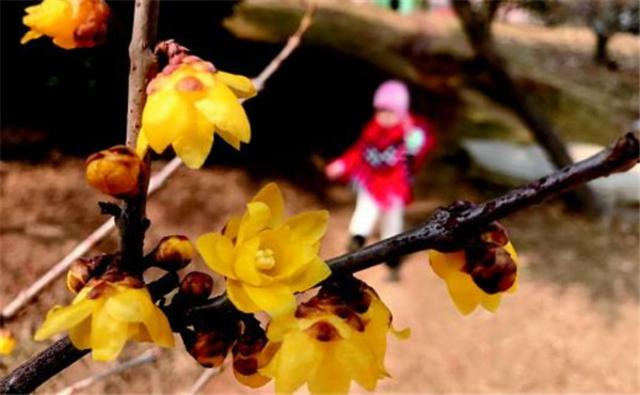 又到春来花开时 青岛人请收好这份赏花全攻略