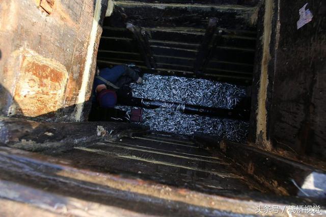 青岛迎来面条鱼鱼汛 产量减少身价倍增