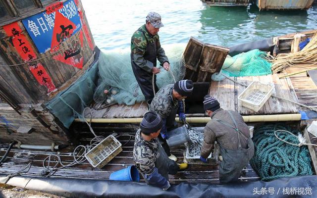 青岛迎来面条鱼鱼汛 产量减少身价倍增