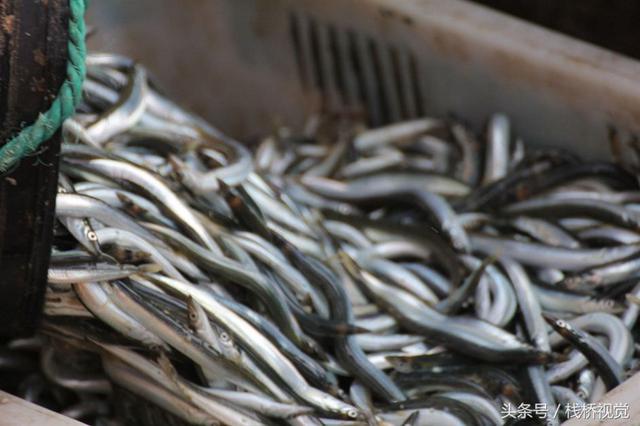 青岛迎来面条鱼鱼汛 产量减少身价倍增