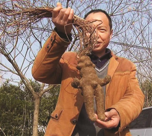 　六合发现的人形何首乌