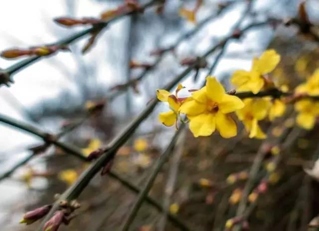 春暖花开 这份青岛最全赏花攻略请收好