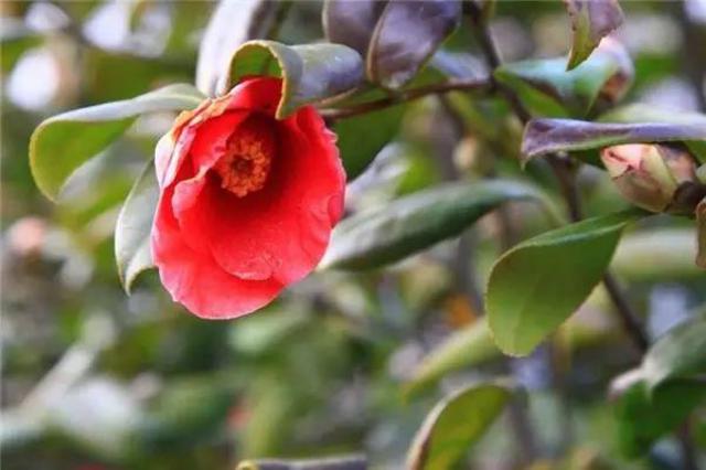 春暖花开 这份青岛最全赏花攻略请收好