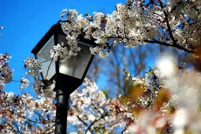 春暖花开 这份青岛最全赏花攻略请收好