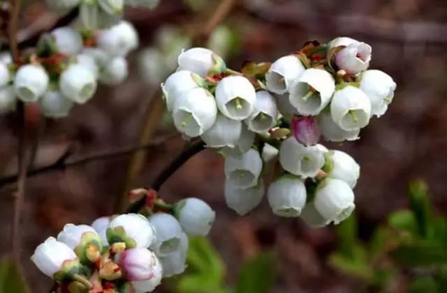 春暖花开 这份青岛最全赏花攻略请收好