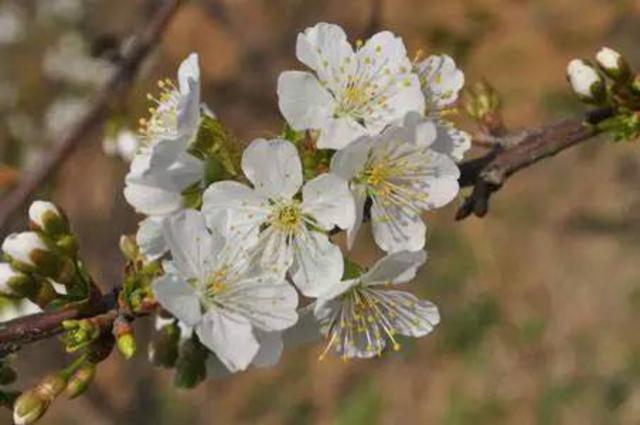 春暖花开 这份青岛最全赏花攻略请收好