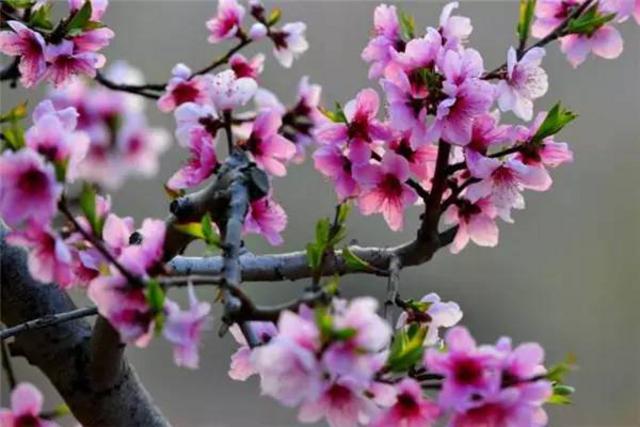 春暖花开 这份青岛最全赏花攻略请收好