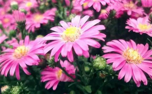 春暖花开 这份青岛最全赏花攻略请收好