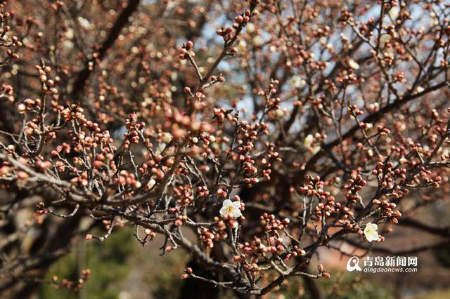 春日寻梅何处去 十梅庵梅花节3月16日开幕(图)