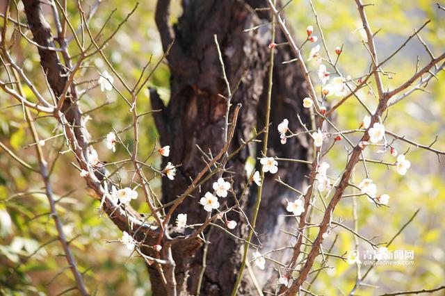 春日寻梅何处去 十梅庵梅花节3月16日开幕(图)