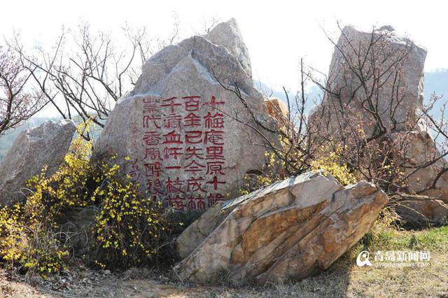 春日寻梅何处去 十梅庵梅花节3月16日开幕(图)