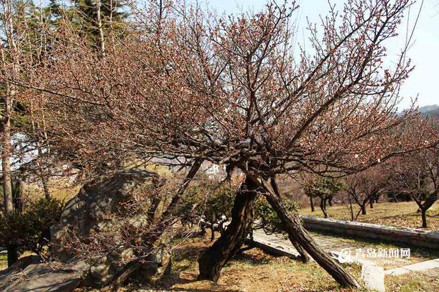 春日寻梅何处去 十梅庵梅花节3月16日开幕(图)