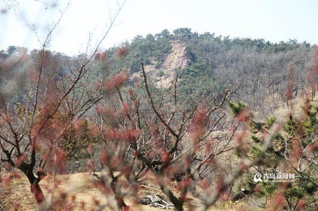 春日寻梅何处去 十梅庵梅花节3月16日开幕(图)