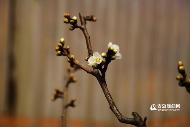 春日寻梅何处去 十梅庵梅花节3月16日开幕(图)