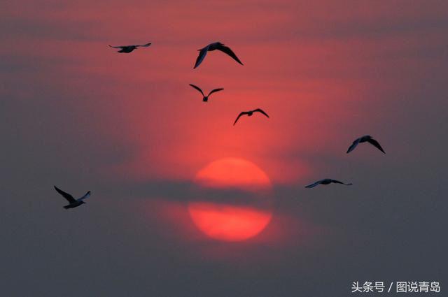 胶州湾成候鸟天堂 鸥鹭迁徙绘就春日美景