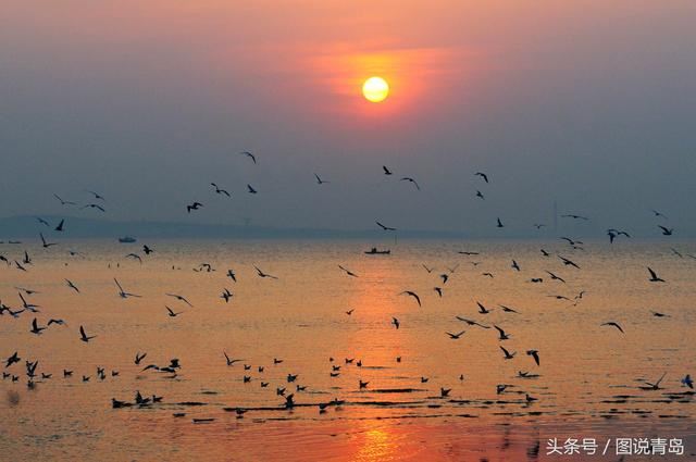 胶州湾成候鸟天堂 鸥鹭迁徙绘就春日美景