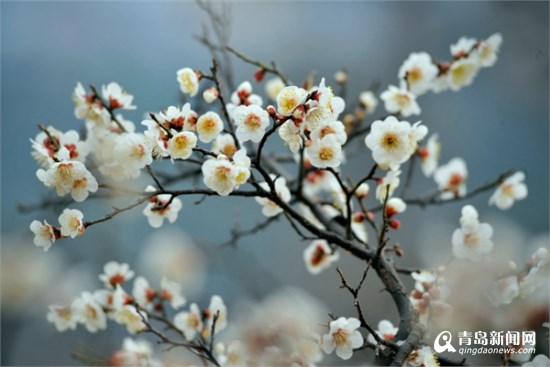 约起来 青岛梅花节本周四开幕 公交指南出炉