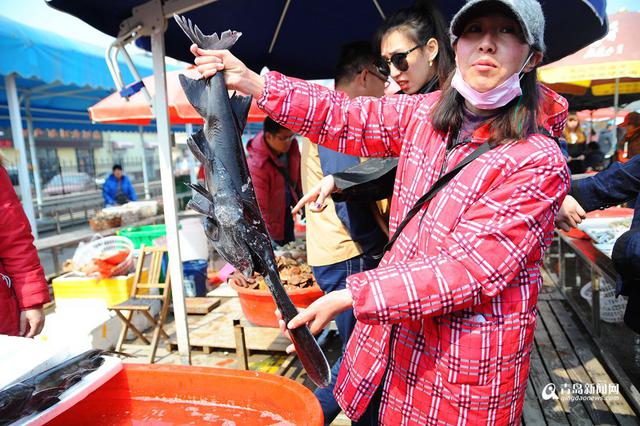 高清：积米崖开售鸭嘴鱼 200元一条模样怪异