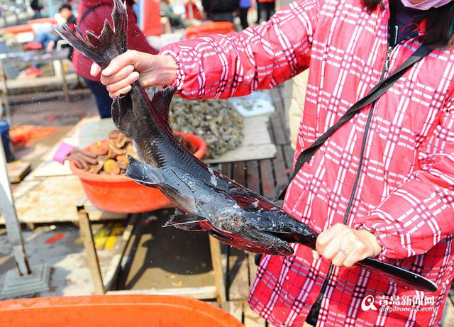 高清：积米崖开售鸭嘴鱼 200元一条模样怪异