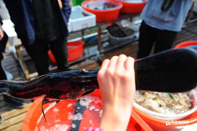 高清：积米崖开售鸭嘴鱼 200元一条模样怪异