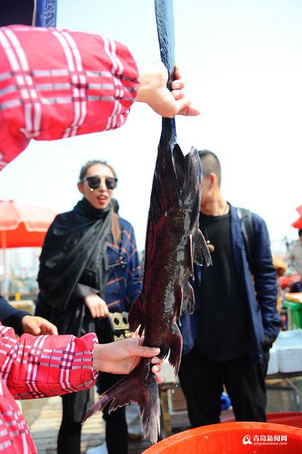 高清：积米崖开售鸭嘴鱼 200元一条模样怪异