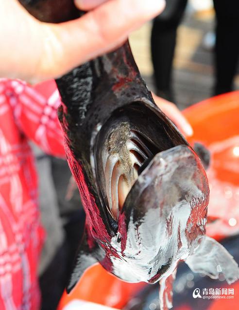 高清：积米崖开售鸭嘴鱼 200元一条模样怪异