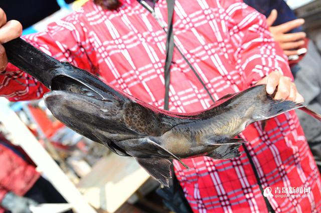 高清：积米崖开售鸭嘴鱼 200元一条模样怪异