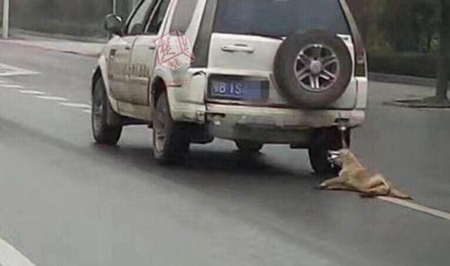 网友发出的虐狗照片