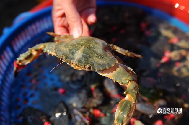 高清:灵山岛石夹红花盖蟹大量上市 味道鲜美 高清:灵山岛石夹红花盖蟹大量上市 味道鲜美