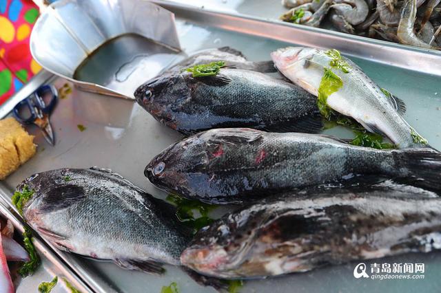 高清:灵山岛石夹红花盖蟹大量上市 味道鲜美 高清:灵山岛石夹红花盖蟹大量上市 味道鲜美