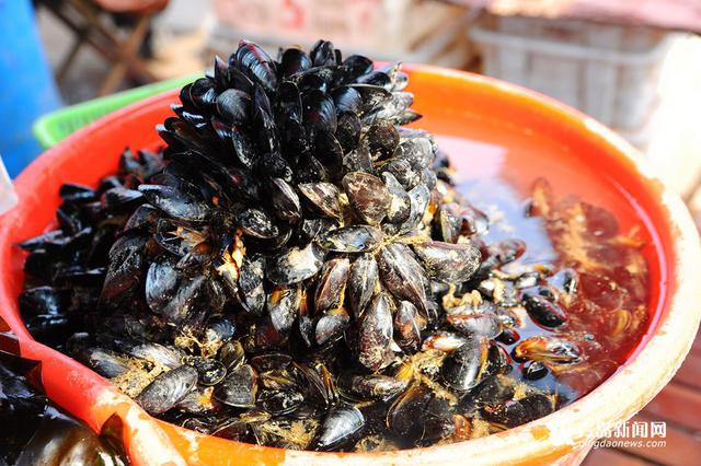高清:灵山岛石夹红花盖蟹大量上市 味道鲜美 高清:灵山岛石夹红花盖蟹大量上市 味道鲜美