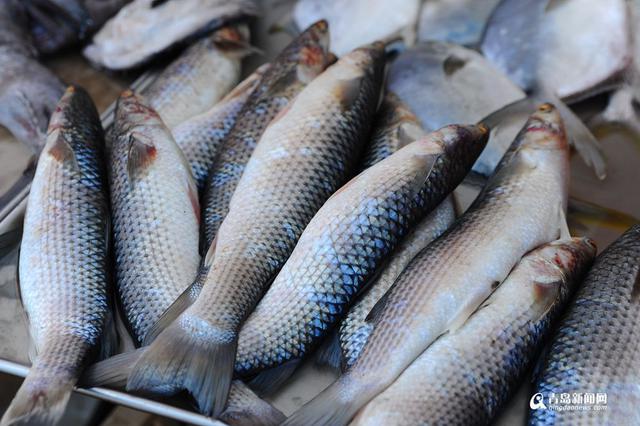 高清:灵山岛石夹红花盖蟹大量上市 味道鲜美 高清:灵山岛石夹红花盖蟹大量上市 味道鲜美