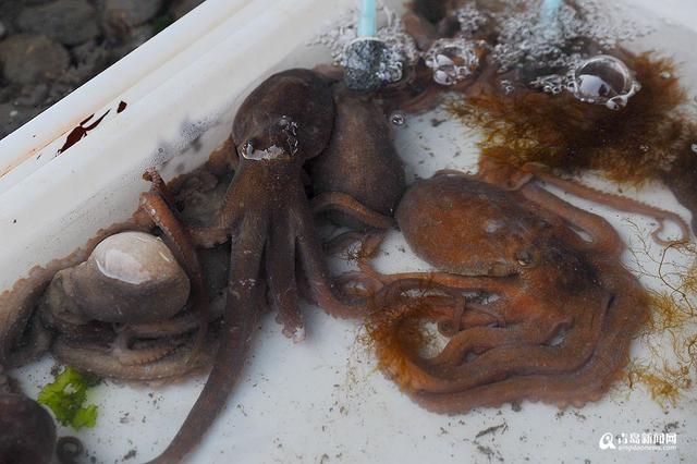 高清:灵山岛石夹红花盖蟹大量上市 味道鲜美 高清:灵山岛石夹红花盖蟹大量上市 味道鲜美