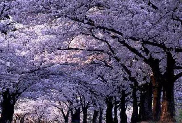 关注青岛新闻网微信 抢大珠山杜鹃花会门票