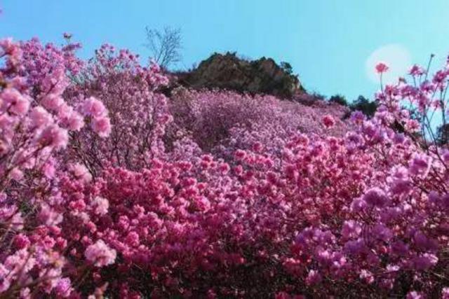 关注青岛新闻网微信 抢大珠山杜鹃花会门票