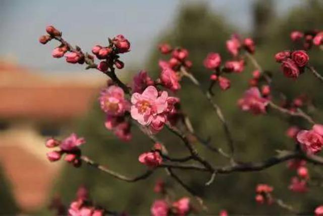 关注青岛新闻网微信 抢大珠山杜鹃花会门票