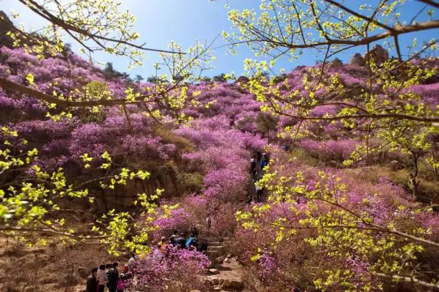 关注青岛新闻网微信 抢大珠山杜鹃花会门票