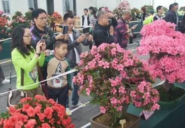 关注青岛新闻网微信 抢大珠山杜鹃花会门票