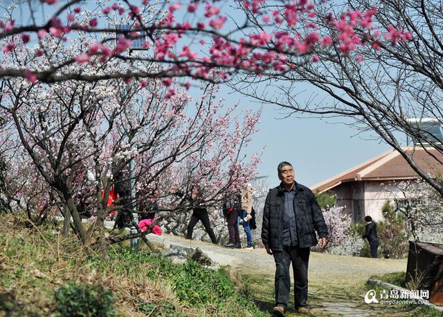 【青岛故事】梅痴老庄 26年成就十梅庵