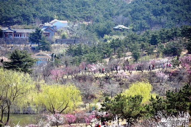 【青岛故事】梅痴老庄 26年成就十梅庵