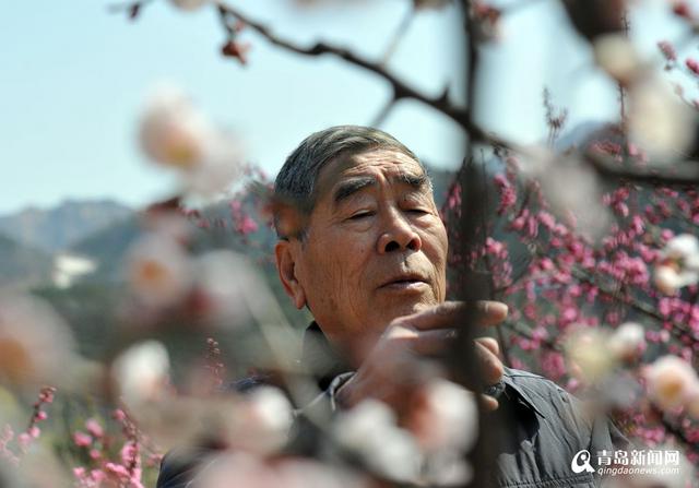 【青岛故事】梅痴老庄 26年成就十梅庵