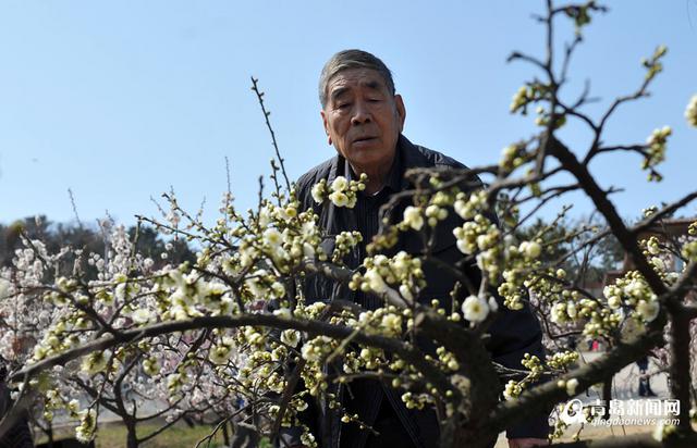 【青岛故事】梅痴老庄 26年成就十梅庵