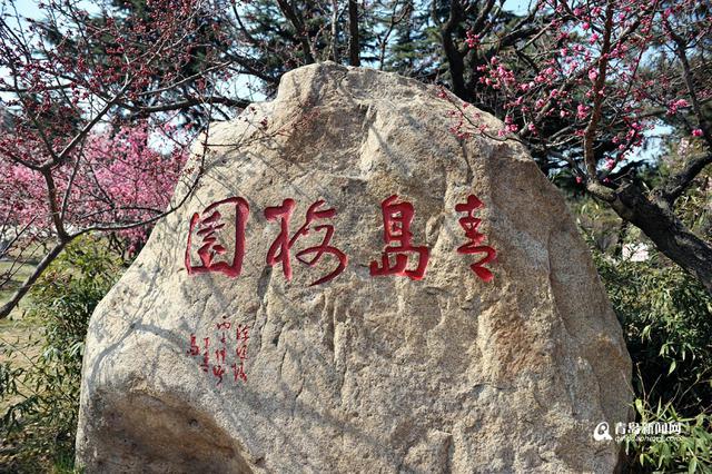 【青岛故事】梅痴老庄 26年成就十梅庵