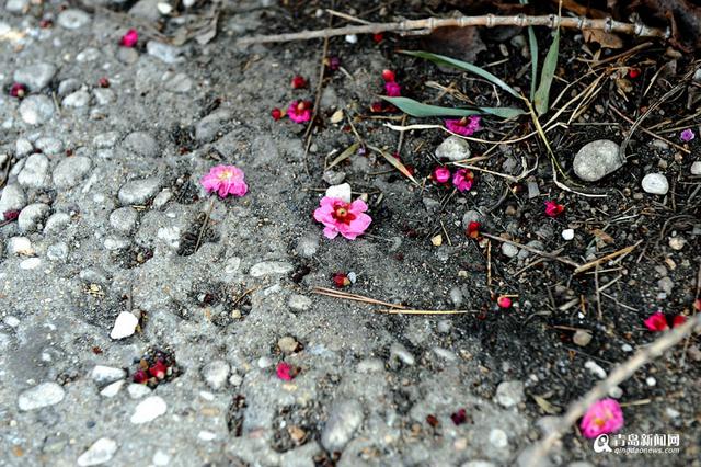 【青岛故事】梅痴老庄 26年成就十梅庵