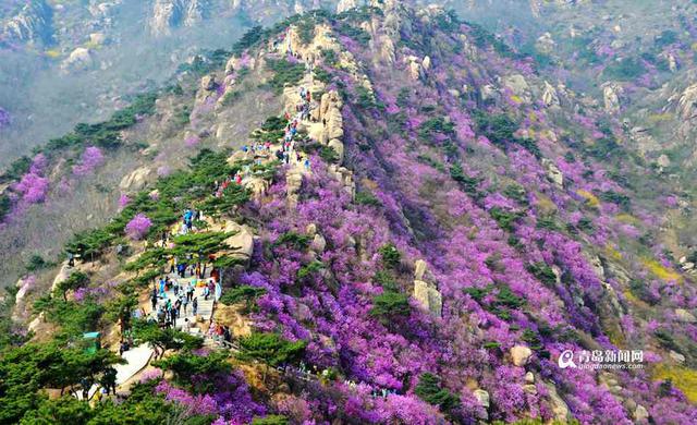 三月踏春好时节 青岛杜鹃花观赏攻略出炉