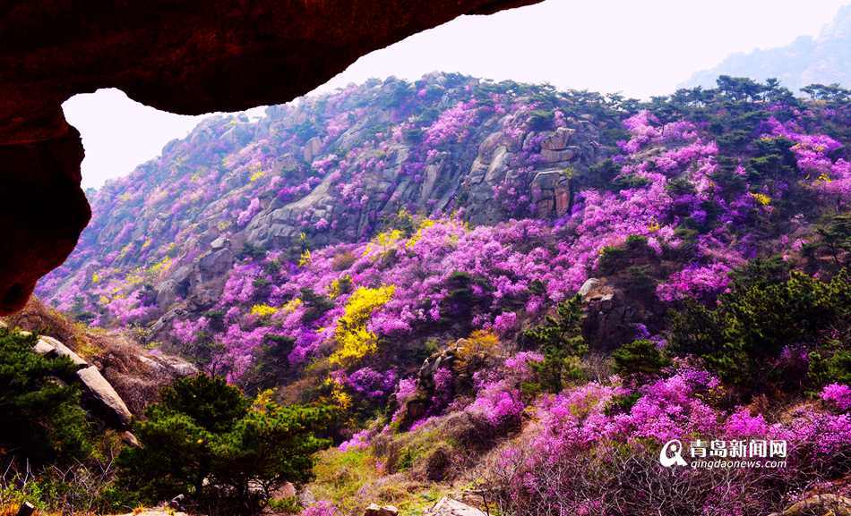 三月踏春好时节 青岛杜鹃花观赏攻略出炉