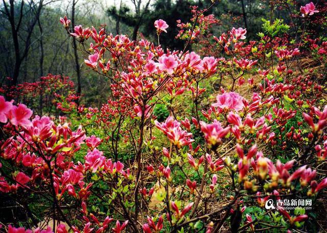 三月踏春好时节 青岛杜鹃花观赏攻略出炉